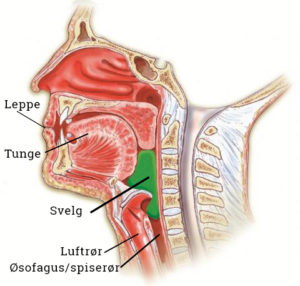 Anatomi illustrasjon